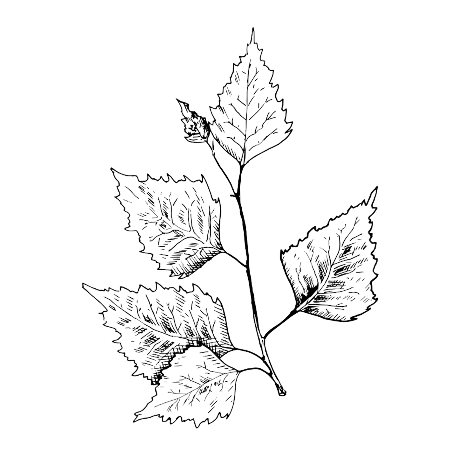 Skóg birch leaf